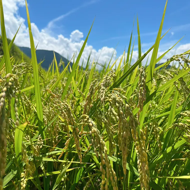 Rice plants growing in a Japanese rice field